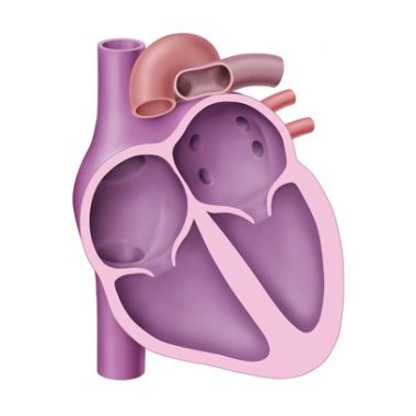 Herzschema, Kammern und Vorhoefe Herzschema, Kammern und Vorhoefe
